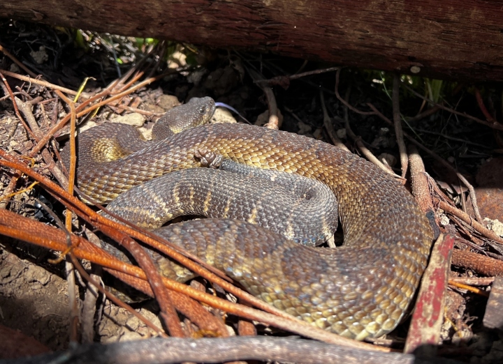 Northern Pacific Rattlesnake